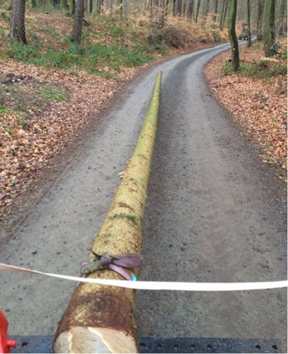 Auszug aus dem Wald – das wird der neue Maibaum