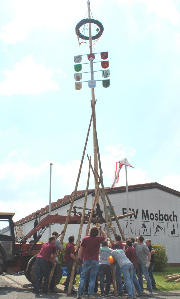 Mit vereinten Kräften, der neue Maibaum steht: 16 Meter ist er hoch. Zum Vergleich, unser Kirchturm ist 28 m hoch.